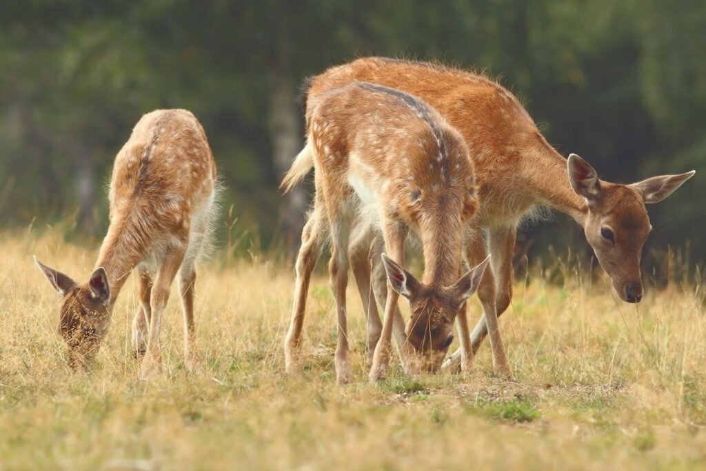 Danielius – aristokratiška puošmena. Kodėl juos mėgo turtingieji?