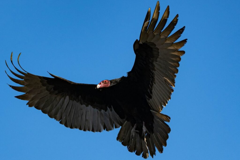 Grifas – Senojo pasaulio sparnuotasis milžinas. Ką jis veikė Lietuvoje?