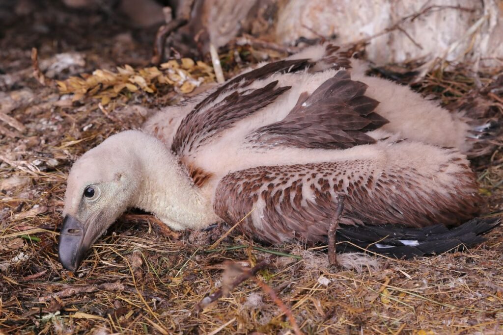 Grifas – Senojo pasaulio sparnuotasis milžinas. Ką jis veikė Lietuvoje?