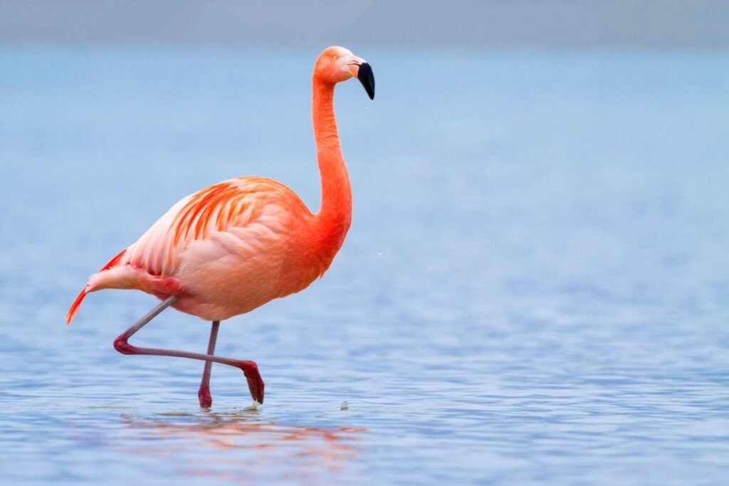 Gražiausi paukščiai: Flamingas