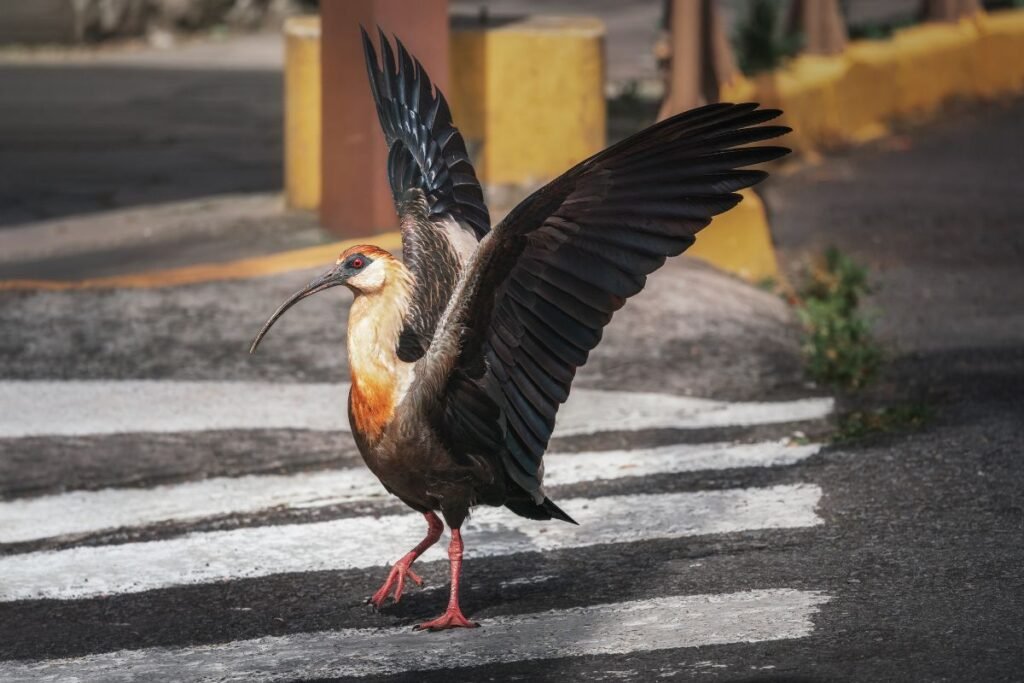 Rudakaklis ibis