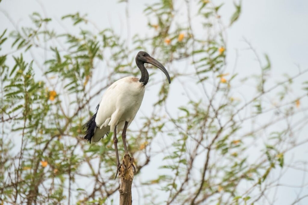 Šventasis ibis