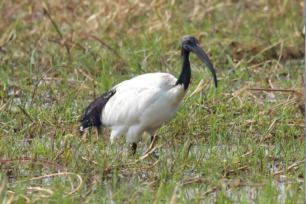 Šventasis ibis