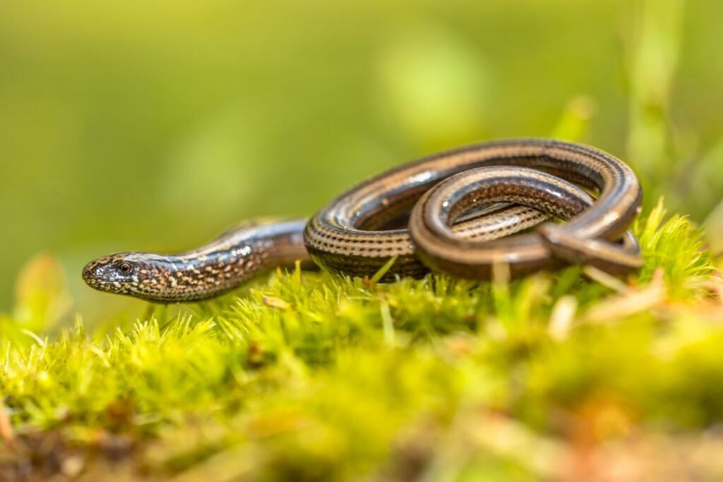 Gluodenas