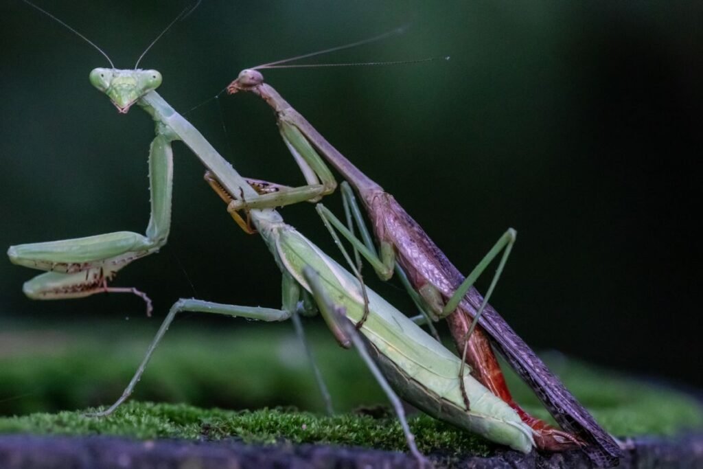 Kaip atpažinti maldininko patelę, patiną bei jauniklius