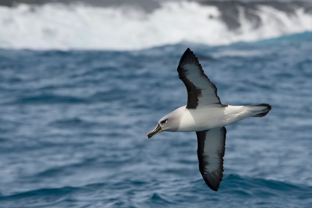 Greičiausi gyvūnai - Pilkagalvis albatrosas