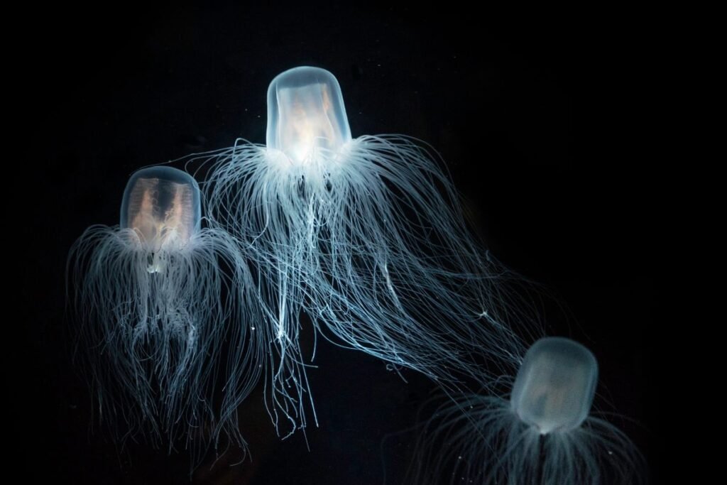 Ilgiausiai gyvenantys gyvūnai: Nemirtingoji medūza (Turritopsis dohrnii) – teoriškai amžina