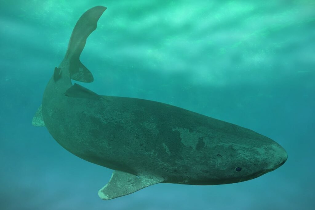 Arktinis ryklys (Somniosus microcephalus) – 300–500 metų