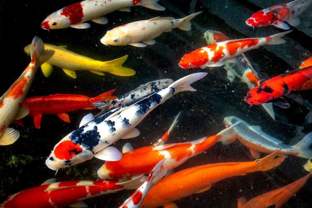Koi karpis (Cyprinus rubrofuscus) – iki 226 metų