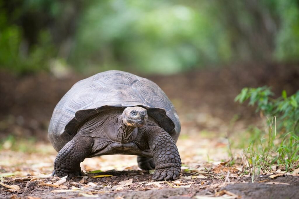 Galapagų vėžliai (Chelonoidis niger) – iki 152 metų