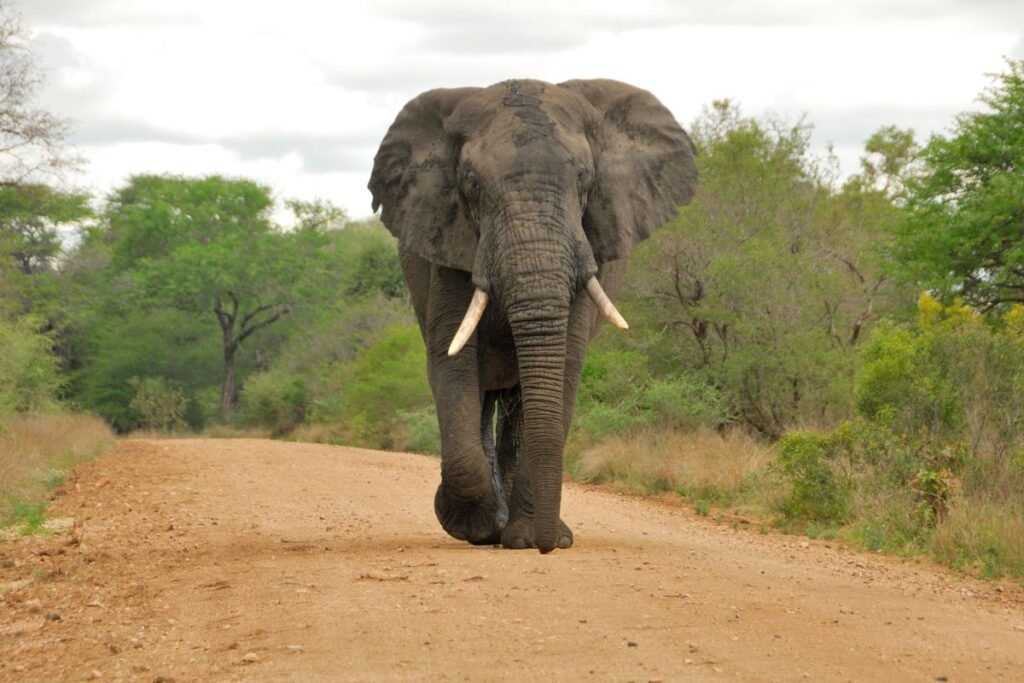 Afrikinis savaninis dramblys (Loxodonta africana) – iki 70 metų