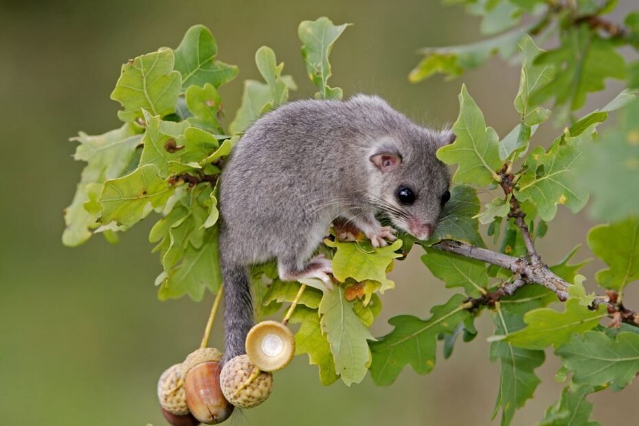Miegapelė – miškų snaudalė, pusę gyvenimo praleidžianti sapnuose, bet gelbstinti medžius nuo kenkėjų