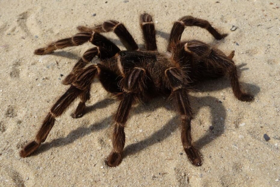 Tarantulas – egzotiškas milžinas: kaip šie vorų karaliai keičia požiūrį į voragyvius?