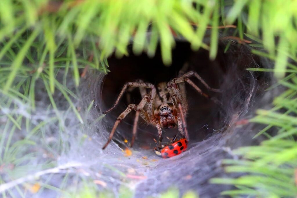 Kuo maitinasi tarantulas