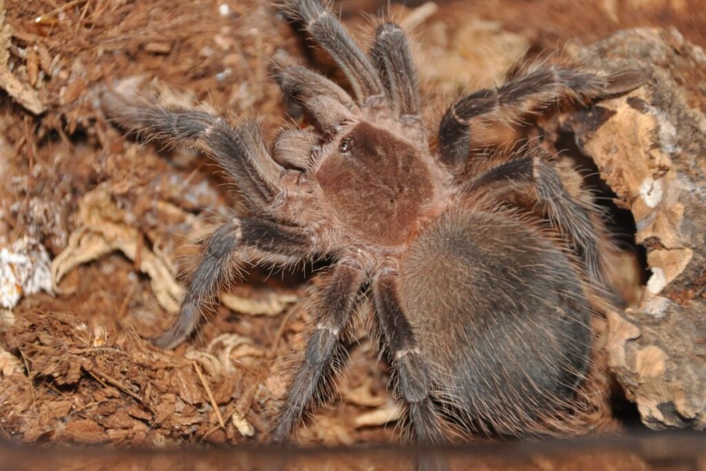 Kaip atpažinti tarantulo pateles, patiną ir jauniklius