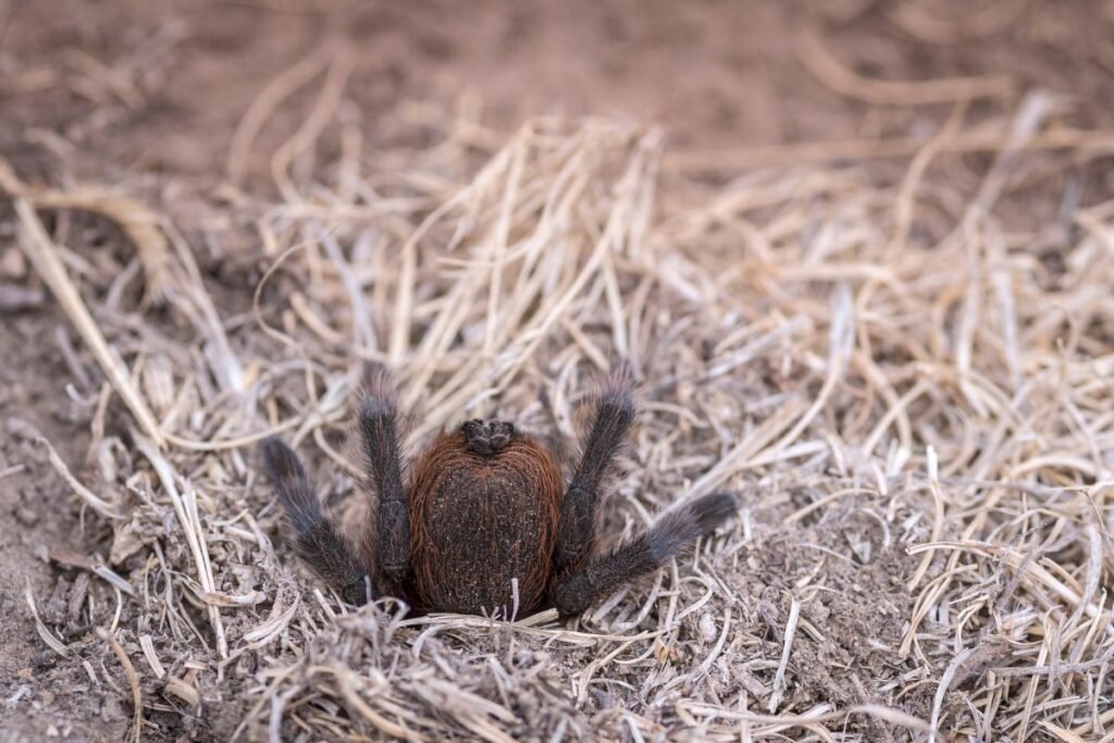 Tarantulas žiemą ir poilsio periodai