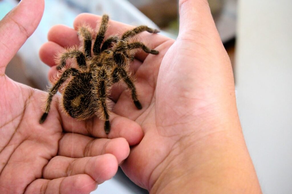 Ar tarantulas tikrai toks pavojingas žmogui?