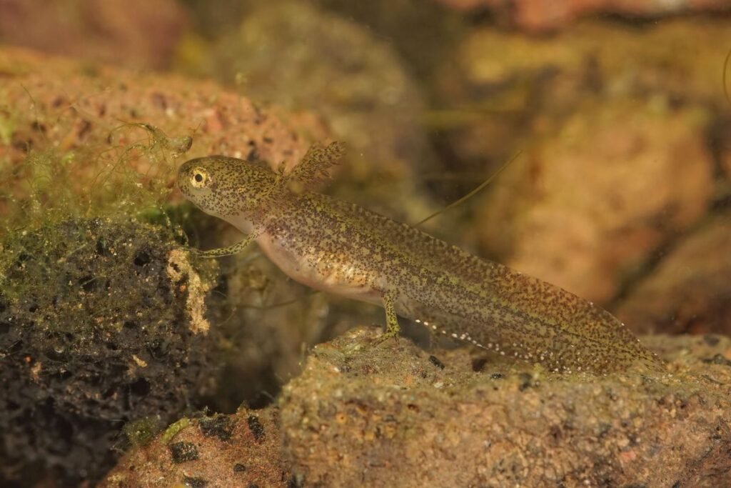 Tritonų veisimosi sezonas