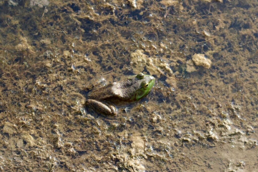 Varlė žiemą