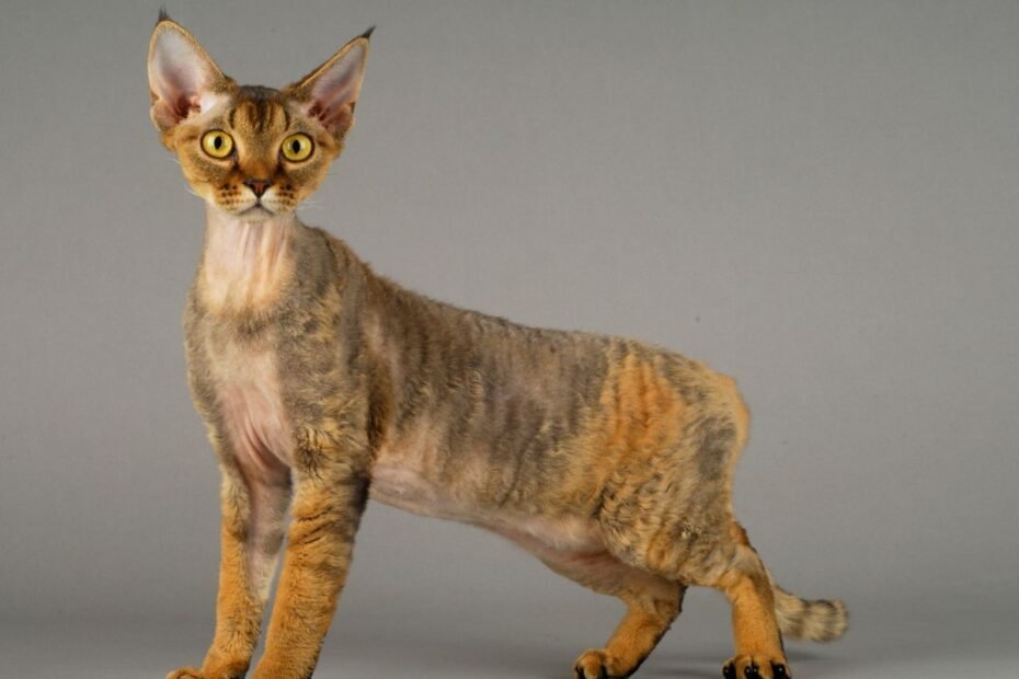 Devonreksai – elfiškai žavūs keistuoliai su širdimi, netelpančia jų mažame kūne. Kokio šeimininko jiems reikia?