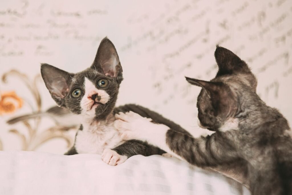 Devonreksų kilmė ir istorija