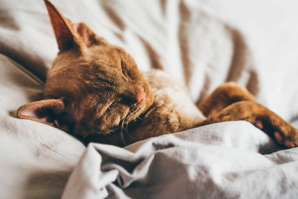 Devonreksų charakteris ir elgsena