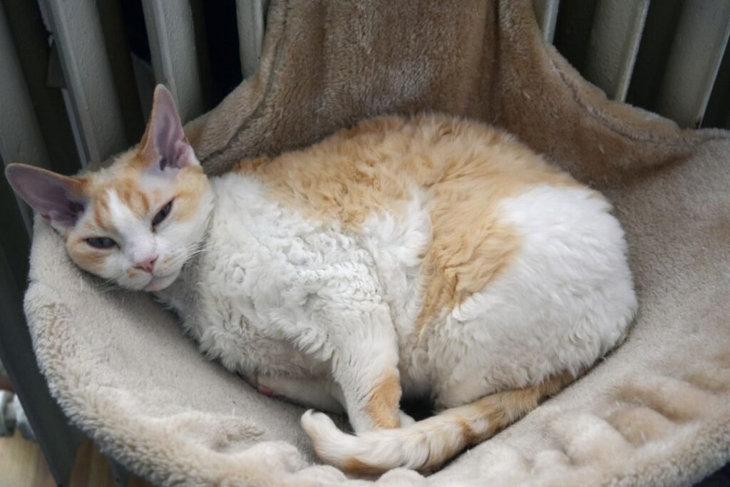 Devonreksų sveikata ir priežiūros ypatumai