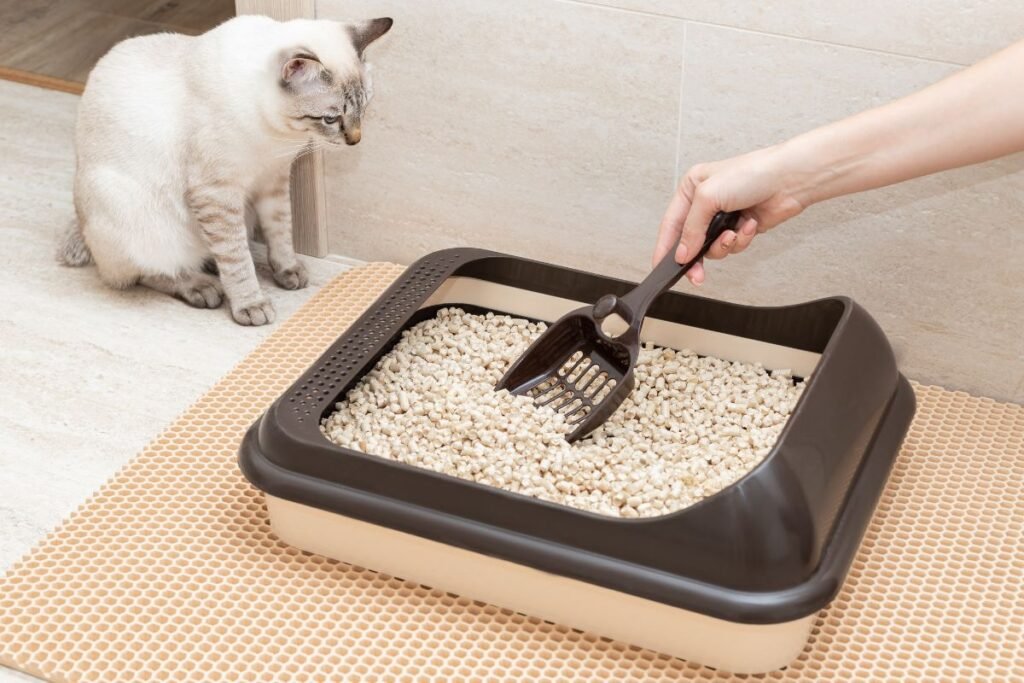 Kaip pasirinkti tinkamą kačių kraiką