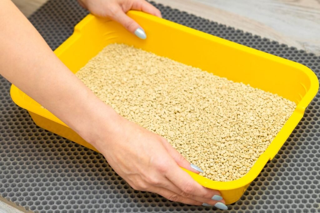 Medžio pjuvenų kačių kraikas