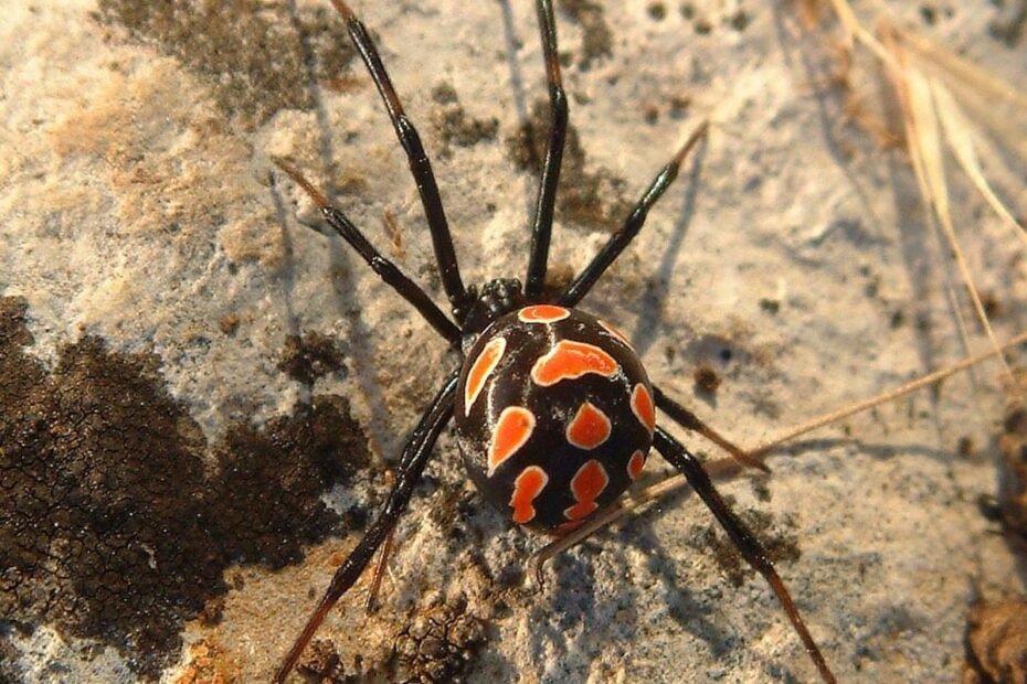 Karakurtas – juodoji našlė iš stepių, kurios nuodai stipresni nei kobros. Kodėl šis pavojingas voras keliasi į Lietuvą?