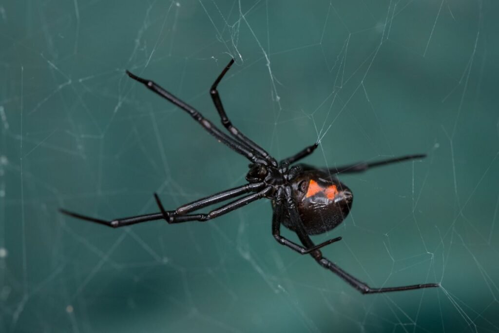 Kaip atskirti karakurtą nuo kitų vorų?