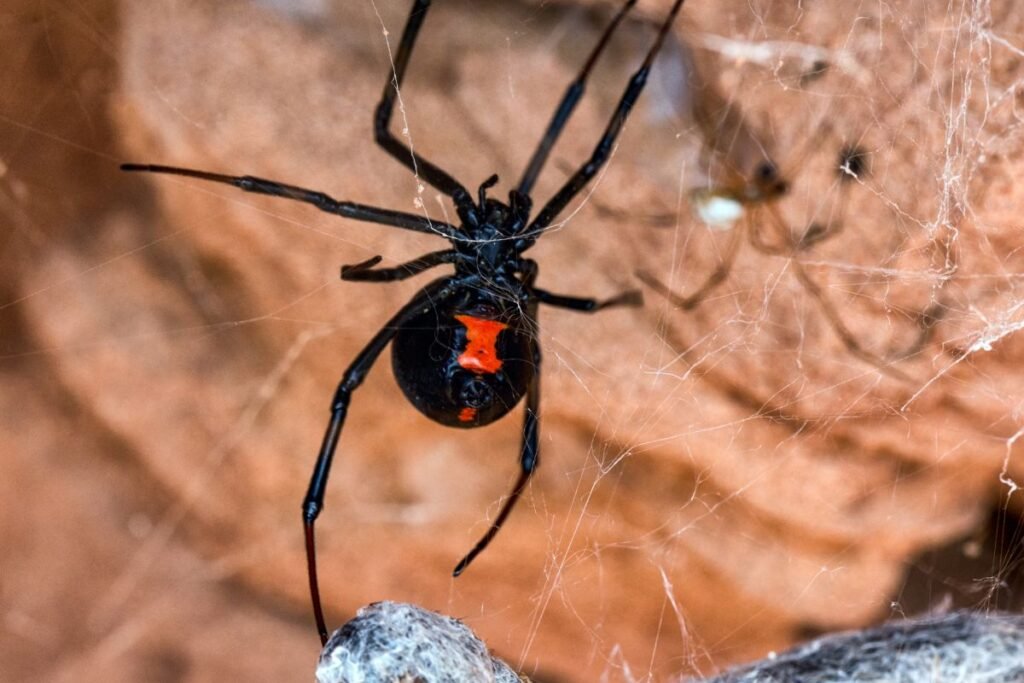 Kuo maitinasi karakurtas ir jo medžioklės strategijos