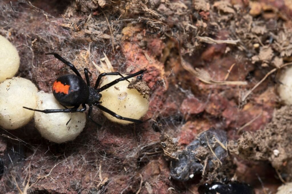 Kaip atpažinti karakurto patelę, patiną ir jauniklius