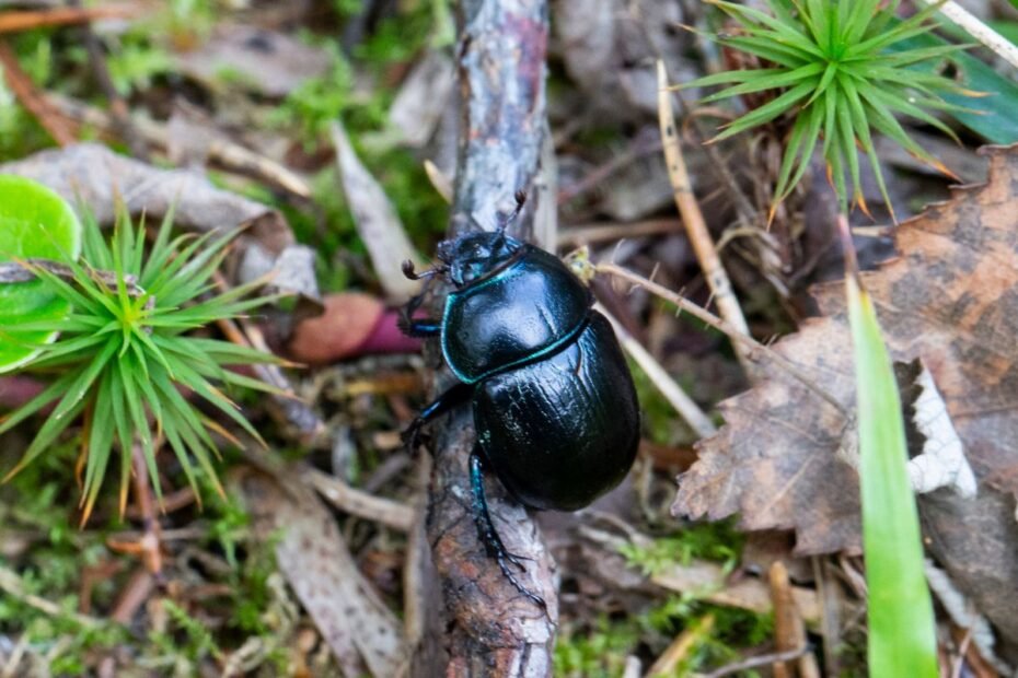 Mėšlavabalis – blizgantis „žemės kasėjas“ ir dirvožemio architektas. Kodėl šis tylus darbuotojas yra gamtos inžinierius?
