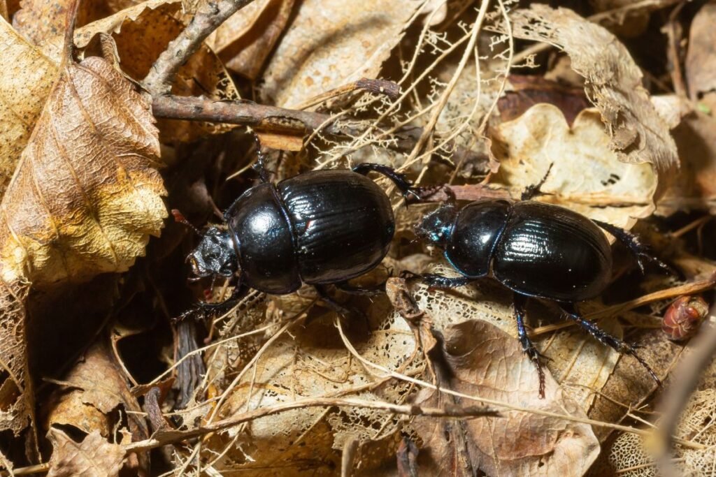 Kaip atpažinti mėšlavabalio patelę, patiną bei jauniklius