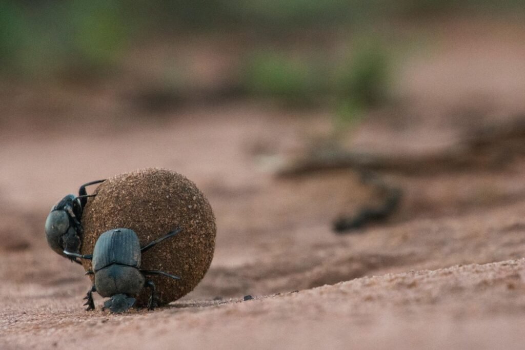 Kuo maitinasi mėšlavabalis