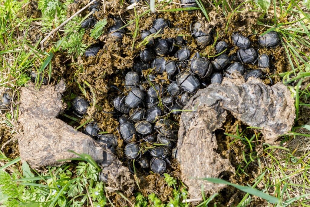 Mėšlavabalio kasimo galybės – kiek jis gali iškasti?