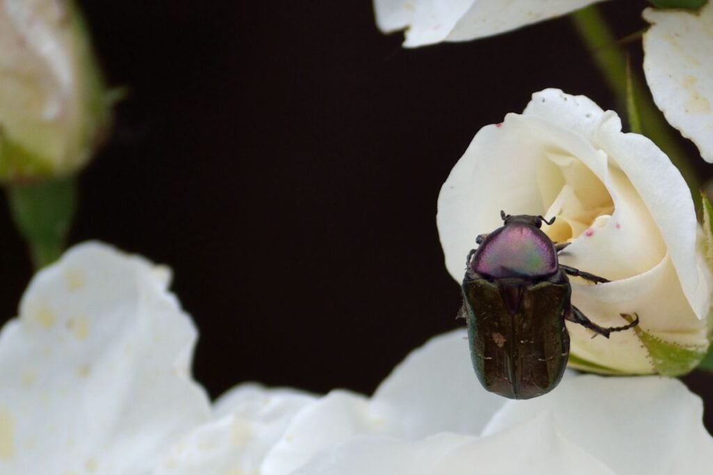 Auksavabalio skrydžio galybė – kaip jis skraido?