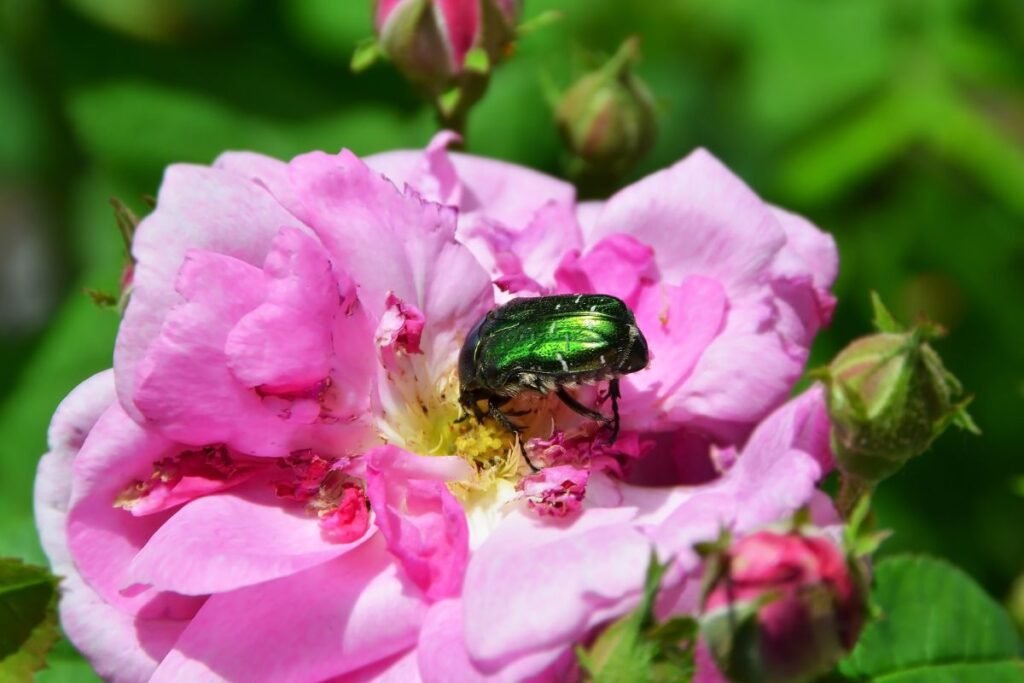 Kuo maitinasi auksavabalis