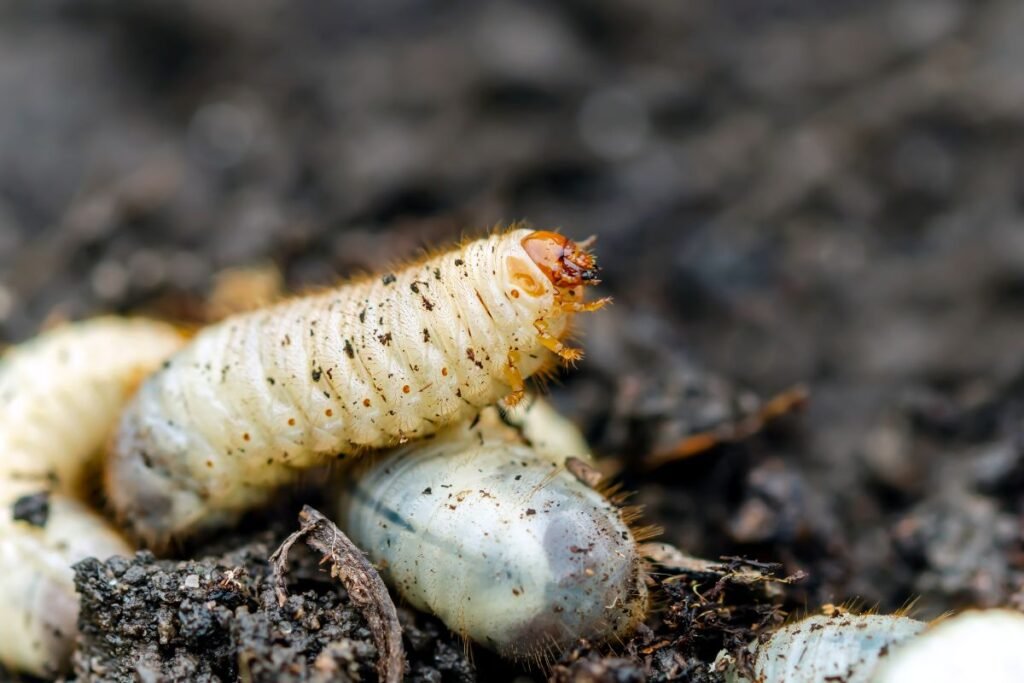 Auksavabalio veisimosi sezonas