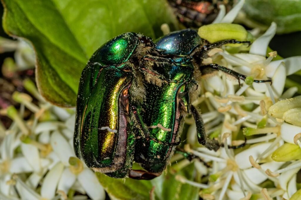 Kaip atpažinti auksavabalio patelę, patiną bei jauniklius
