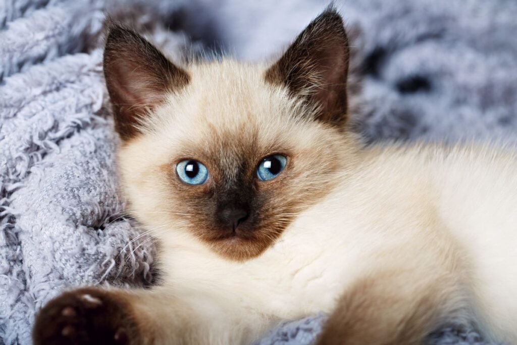 Balio katė: išvaizda ir unikalūs bruožai