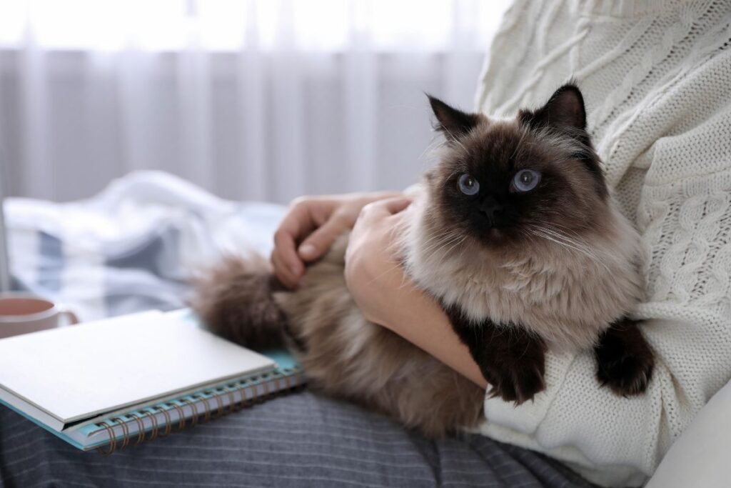 Balio katė: charakterio ir elgsenos savybės (lentelė)