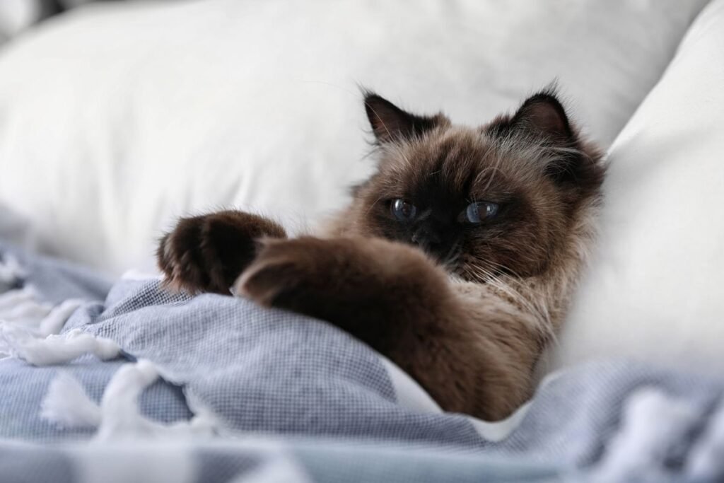 Įdomūs faktai apie Balio kates