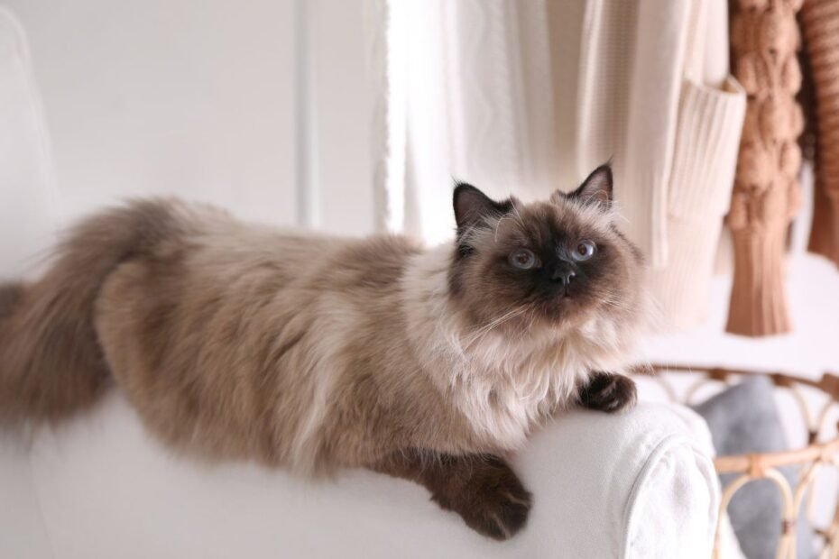 Balio katė – šilkinio grožio ir grakštumo aristokratė, Siamo katės „sesuo“. Kokioms šeimoms tai idealus draugas?