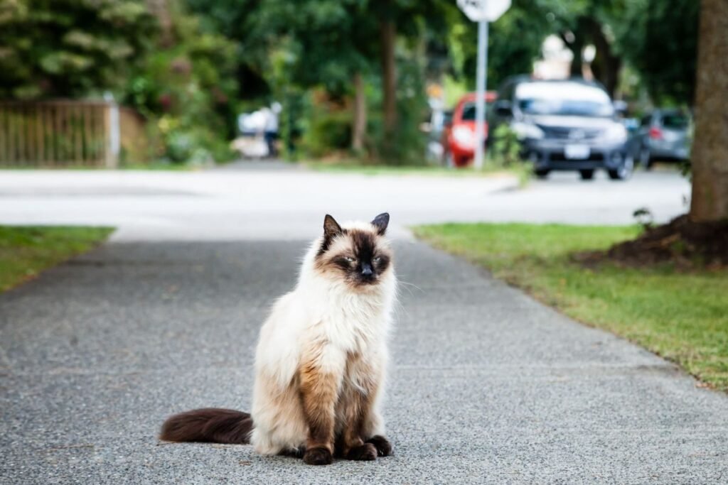 Balio katė – šilkinio grožio ir grakštumo aristokratė, Siamo katės „sesuo“. Kokioms šeimoms tai idealus draugas?