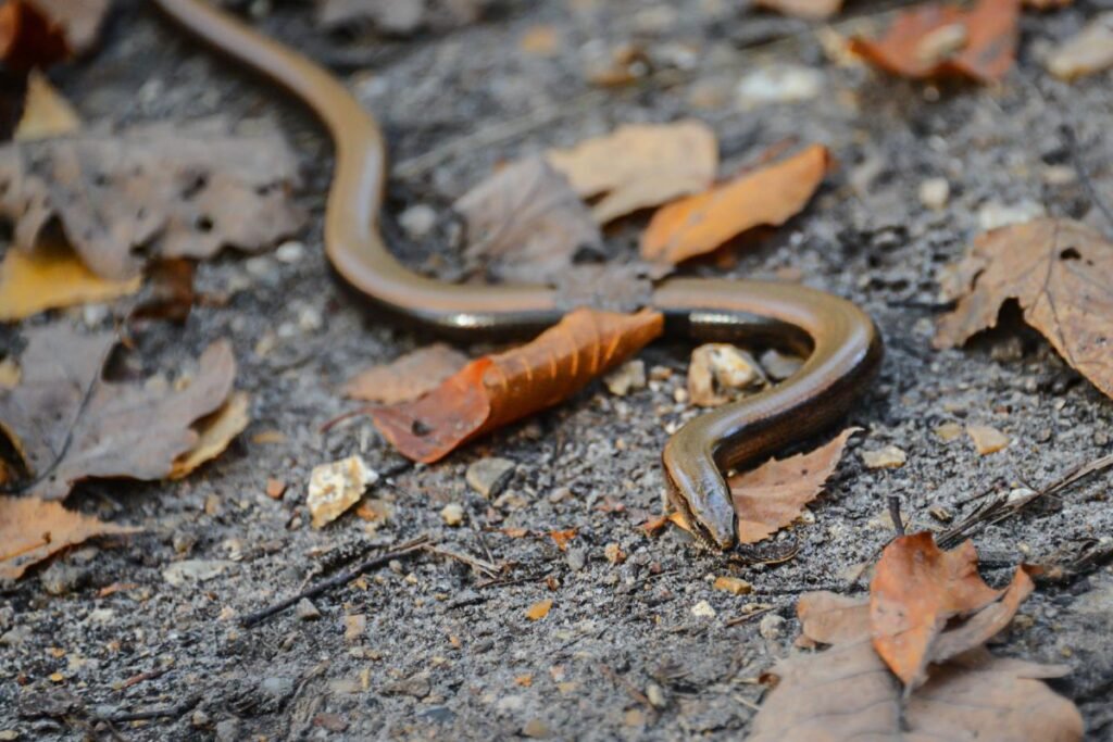 Įdomūs faktai apie gluodenus