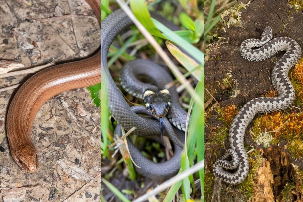 Kaip atskirti gluodeną nuo žalčio ir gyvatės?