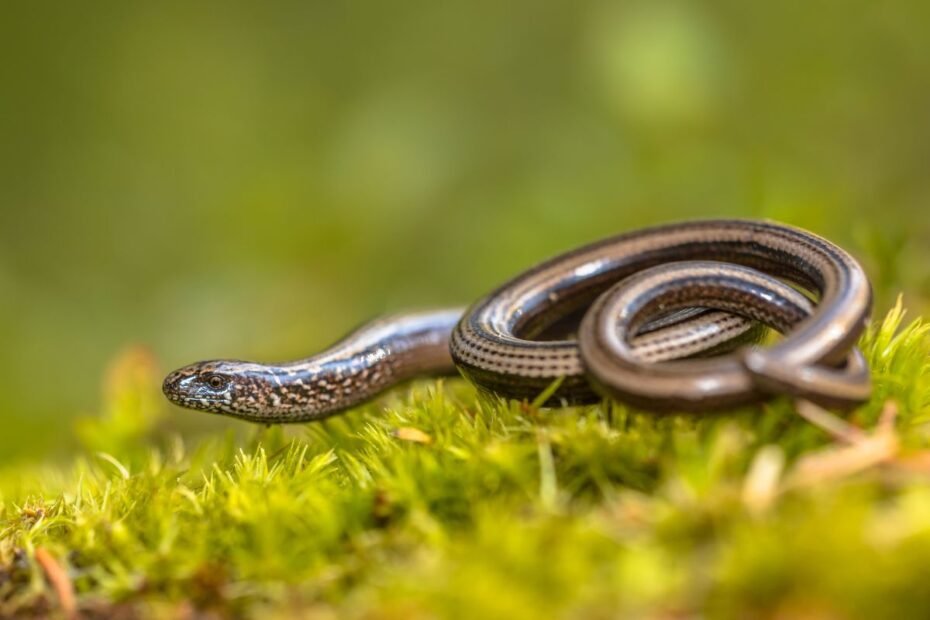 Gluodenas – nejudrusis driežas, klaidingai palaikomas gyvate. Kaip atpažinti ir kodėl neverta bijoti?