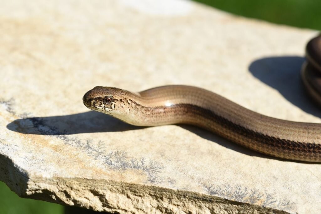 Gluodenas: pagrindiniai faktai